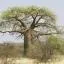 Cheap car rental in Limpopo