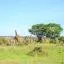 Cheap car rental in Nairobi National Park