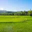 Cheap car rental in Visayas