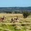 Cheap car rental in La Pampa