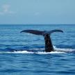 a tail of a whale in the ocean