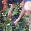 a man is picking grapes from a plant