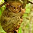 a small monkey is sitting on a tree branch