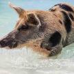 a pig swimming in the water in the ocean