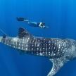 a person is swimming next to a whale shark