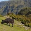 a black cow standing on a grassy hill with a mountain