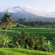 a palm tree in a field with a mountain in the background