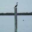 a bird sitting on top of a pole in the water