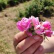 a person holding a handful of pink flowers