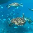 a group of turtles swimming in the ocean