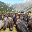a herd of sheep grazing in a field with mountains in the background