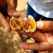 a person holding a cut open kiwi fruit