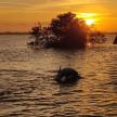 an elephant swimming in a body of water at sunset