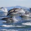 a group of dolphins running in the water
