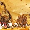 a display of dinosaur skeletons in a museum