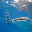 a dolphin swimming in the water with a diver