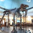 a skeleton of a dinosaur on display in a museum