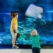 two young boys looking at fish in an aquarium