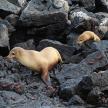 two seals are standing on some rocks