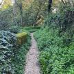 a dirt path through a hedge in a forest