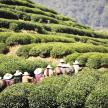 a group of people walking through a tea plantation