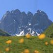 a group of mountains with flowers in the foreground