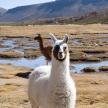 a llama standing in a field with a bird in the background