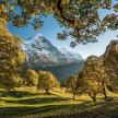 a view of a mountain with trees in a field