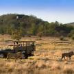 a military jeep in a field with two animals walking by