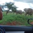 a boy looking out a car window at a herd of elephants