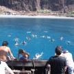 a group of people swimming in the water