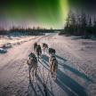 a group of four dogs walking down a snowy road under the auroras