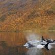 two ducks swimming in a lake in front of a mountain