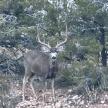 a deer with large horns standing in a field