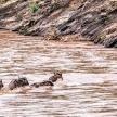 a group of wild animals crossing a river
