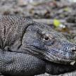 a monitor lizard laying on the rocks