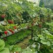 a row of strawberry plants in a greenhouse