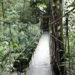 a suspension bridge in a rainforest in a forest