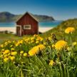 a field of dandelions with a house in the background