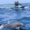 two dolphins and two people on a jet ski in the water