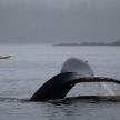a whale in the water with a man in a boat