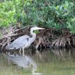 a bird standing in the water next to a bush