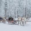a group of people riding in a sleigh pulled by reindeer
