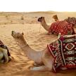 three camels sitting in the sand in the desert