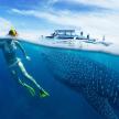 a person swimming in the ocean next to a whale shark