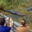 a group of people taking pictures of an alligator