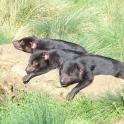 three black bears laying on a rock in the grass