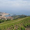 a vineyard on a hill next to the ocean