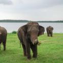 three elephants standing in a field near a body of water