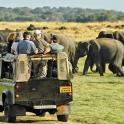 a group of people riding in the back of a vehicle with elephants